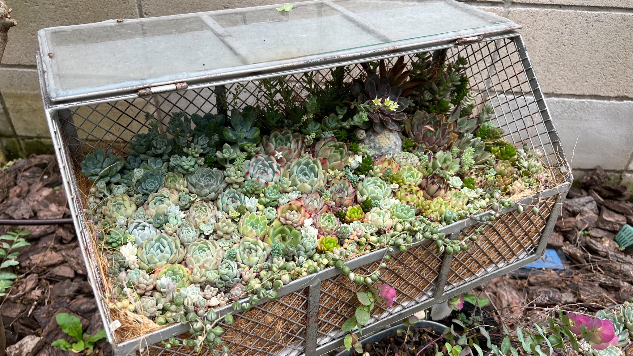 ★★豪華❤️★ヴィンテージボックス★寄せ植え★このまま飾れます★多肉植物 saco Succulents Bouquet